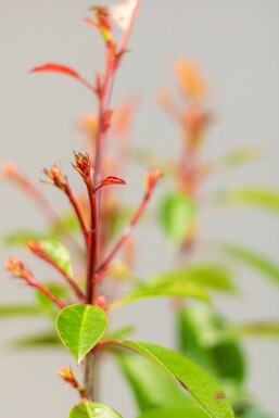 Photinia × fraseri 'Red Robin' Snittmispel häck 60-80 rotboll