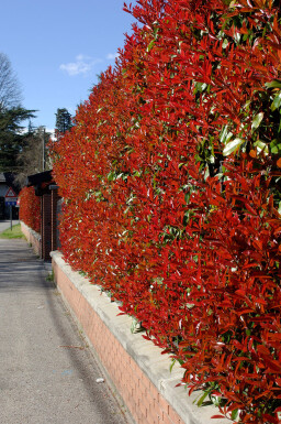 Glansmispel Photinia fraseri Red Robin Haag 60-80 Kluit