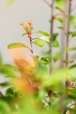 Photinia de Fraser Photinia × fraseri 'Red Robin' Haie 60-80 Motte