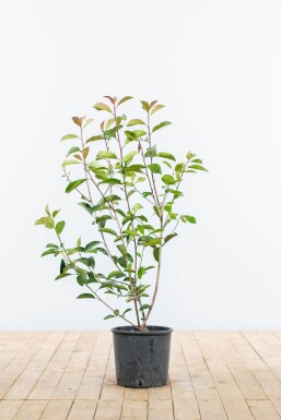 Photinia Fraseri Red Robin