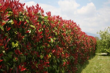 Glansmispel Photinia × fraseri 'Red Robin' hæk 80-100 rodklump