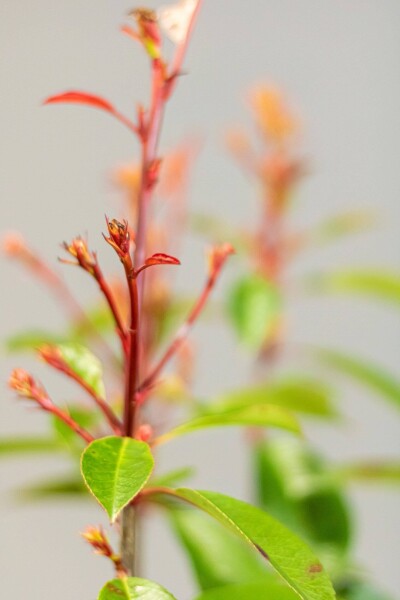 Glansmispel Photinia Fraseri Red Robin