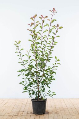 Glansmispel Photinia fraseri Red Robin Haag 150-175 Kluit