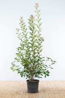 Glansmispel Photinia fraseri Red Robin Haag 175-200 Kluit