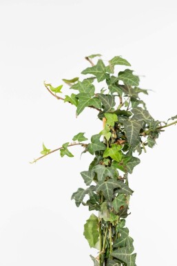 Hedera helix Murgröna häck 80-100 i kruka