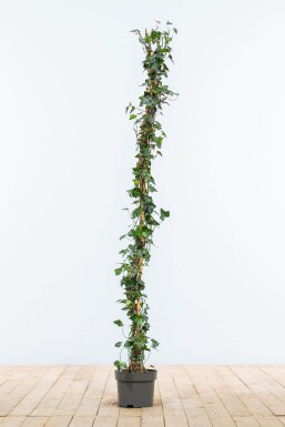 Klimop / Hedera Helix