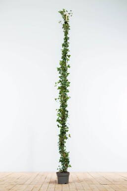 Klimop / Hedera Helix