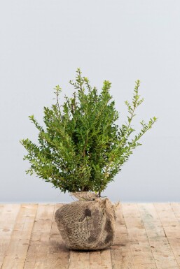 Japanische Stechpalme Ilex crenata Blondie Hecke 40-60 Ballen