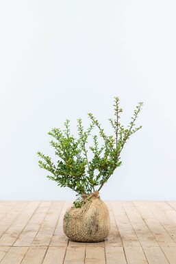 Japanische Stechpalme / Ilex Crenata Convexa