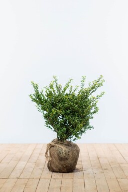 Chinese Hulst / Ilex Crenata Convexa