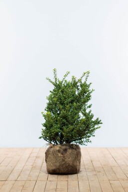 Chinese Hulst / Ilex Crenata Convexa