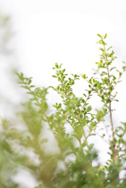 Dværgkristtorn Ilex crenata 'Convexa' hæk 60-80 rodklump