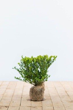 Houx Crénelé / Ilex Crenata Dark Green