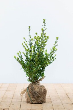 Ilex crenata 'Dark Green' Japansk järnek häck 30-40 i kruka