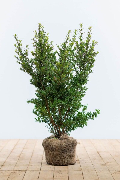 Ilex crenata 'Dark Green'