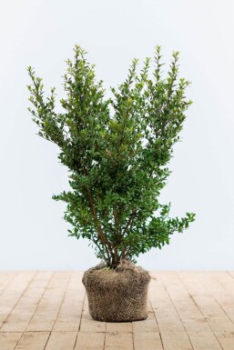 Japanse Hulst / Ilex Crenata Dark Green