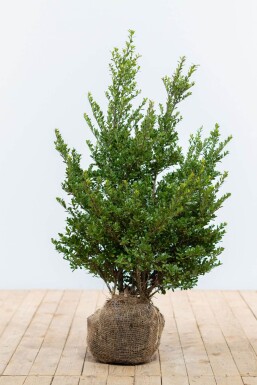 Japanse Hulst / Ilex Crenata Dark Green