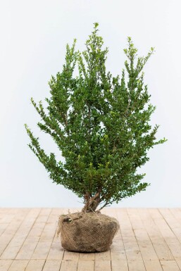 Dværgkristtorn Ilex crenata 'Dark Green' hæk 80-100 rodklump