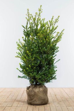 Ilex crenata 'Dark Green' Japansk järnek häck 100-125 rotboll