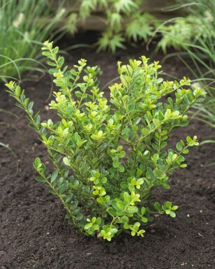 Japanische Stechpalme Ilex crenata Green Hedge Hecke 60-80 Ballen