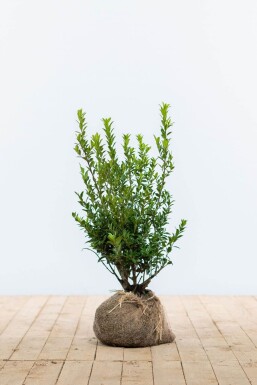 Ilex maximowicziana 'Kanehirae' Järnekar häck 30-40 i kruka