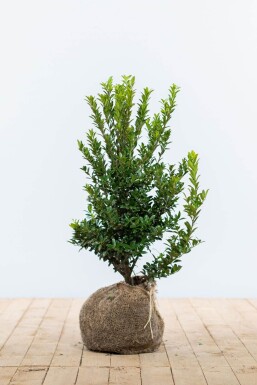 Japanische Stechpalme / Ilex Maximowicziana Kanehirae