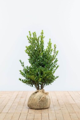 Japanse Hulst / Ilex Maximowicziana Kanehirae