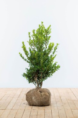 Japanische Stechpalme / Ilex Maximowicziana Kanehirae