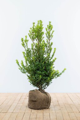 Ilex maximowicziana 'Kanehirae' Järnekar häck 100-125 rotboll