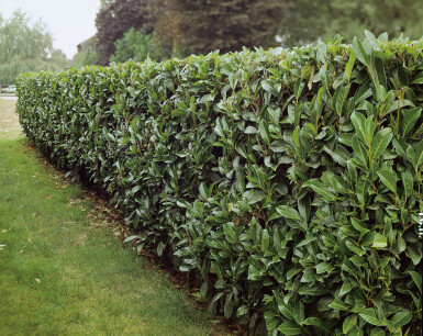 Prunus laurocerasus 'Caucasica' Lagerhägg häck 60-80 rotboll