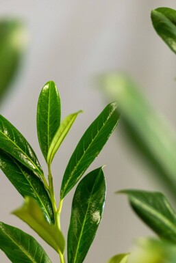 Laurbærkirsebær Prunus laurocerasus 'Caucasica' hæk 60-80 rodklump