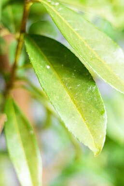 Prunus laurocerasus 'Genolia' Lagerhägg häck 60-80 rotboll