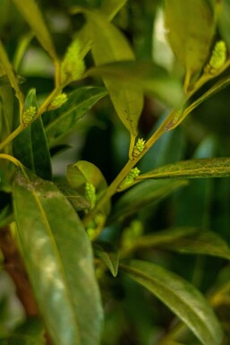 Prunus laurocerasus 'Herbergii' Lagerhägg häck 60-80 rotboll