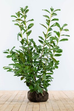 Kirschlorbeer Prunus laurocerasus Novita Hecke 100-125 Ballen