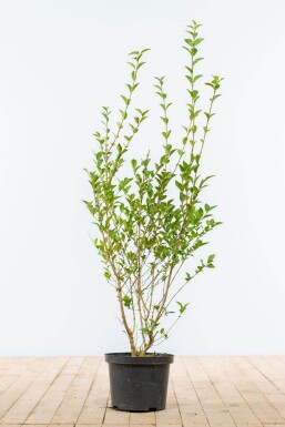 Liguster / Ligustrum Ovalifolium