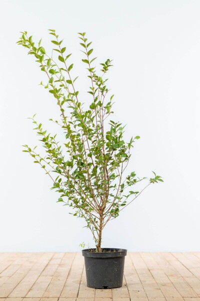 Liguster / Ligustrum Ovalifolium