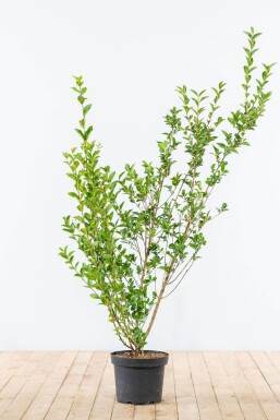 Liguster / Ligustrum Ovalifolium