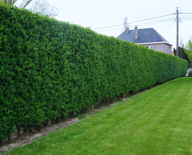 Storbladet liguster Ligustrum ovalifolium hæk 150-175 rodklump