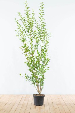 Liguster / Ligustrum Ovalifolium