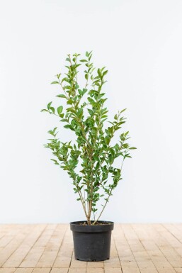 Gewone liguster Ligustrum Vulgare Haag 60-80 Kluit