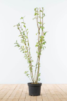 Gewone liguster Ligustrum Vulgare Haag 100-125 Kluit