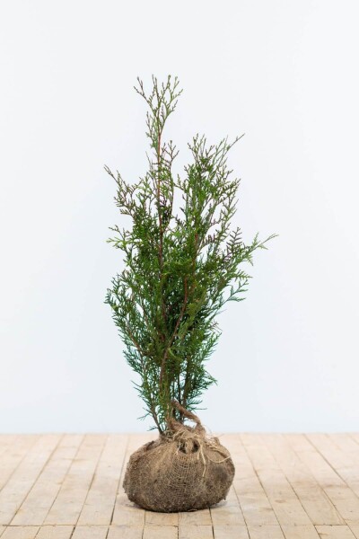 Thuja occidentalis 'Atrovirens'