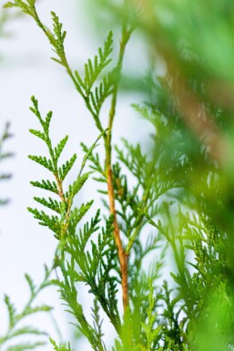 Almindelig Thuja Thuja occidentalis 'Atrovirens' hæk 60-80 rodklump