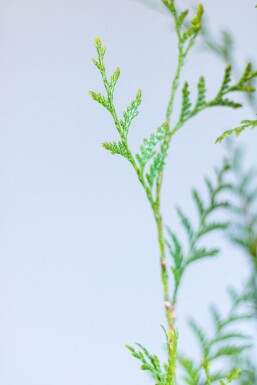 Almindelig Thuja Thuja occidentalis 'Atrovirens' hæk 60-80 rodklump