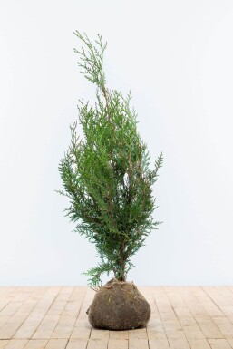 Thuja Plicata Atrovirens