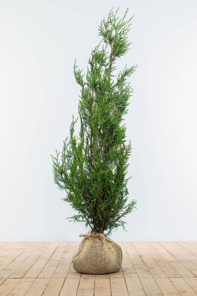 Thuja Plicata Atrovirens