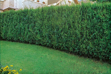 Thuya d'Occident Thuja occidentalis 'Atrovirens' Haie 125-150 Motte