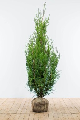 Thuja Plicata Atrovirens