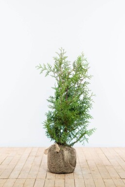 Thuya d'Occident Thuja occidentalis 'Brabant' Haie 60-80 Motte