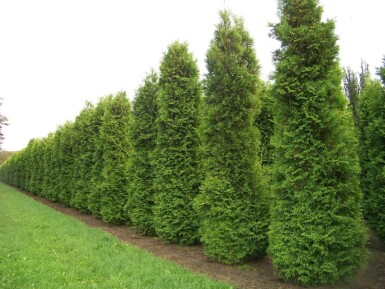 Westerse levensboom Thuja occidentalis Brabant Haag 60-80 Kluit